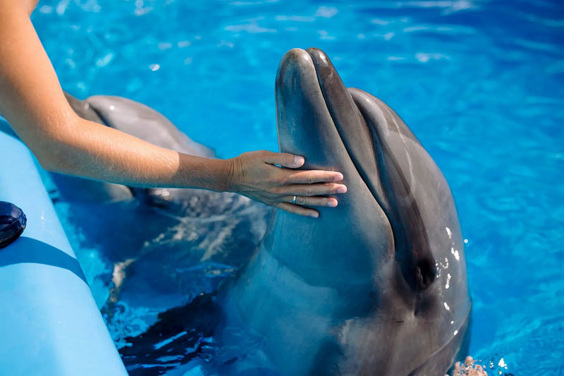 Delfinarium